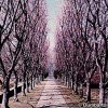 Dumbarton Oaks